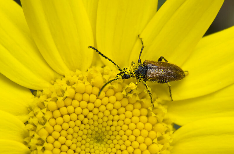 Hoverfly landing