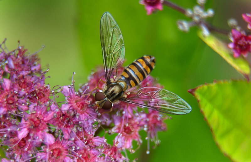 Hoverfly landing