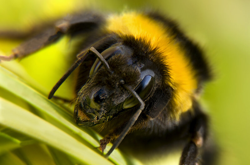 Hoverfly landing