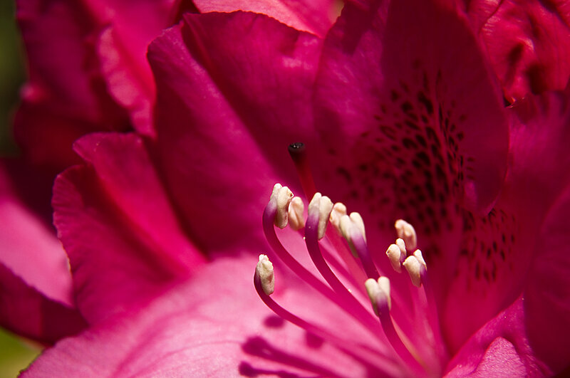 Hoverfly landing