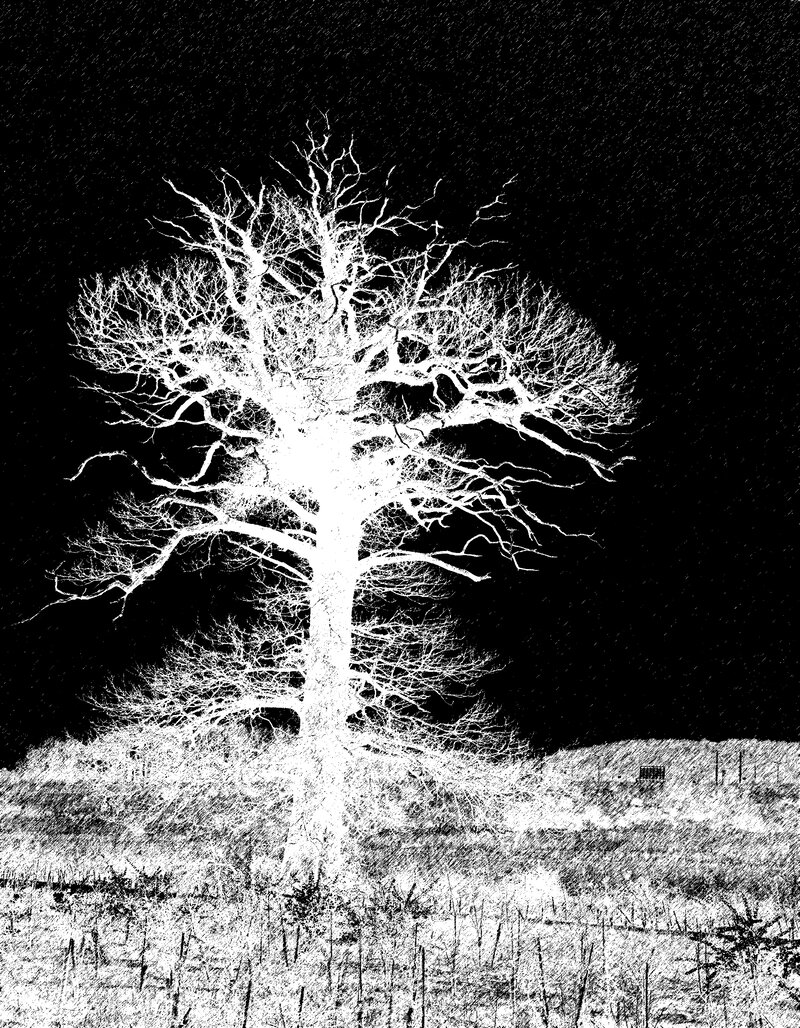 Tree silhouette against sky